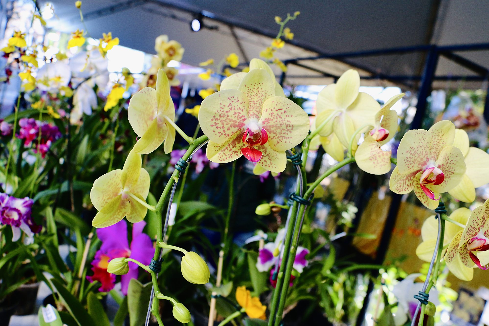 festival das orquideas 05 imprensa