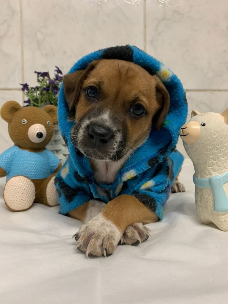 Feira Pet Tivoli (1)