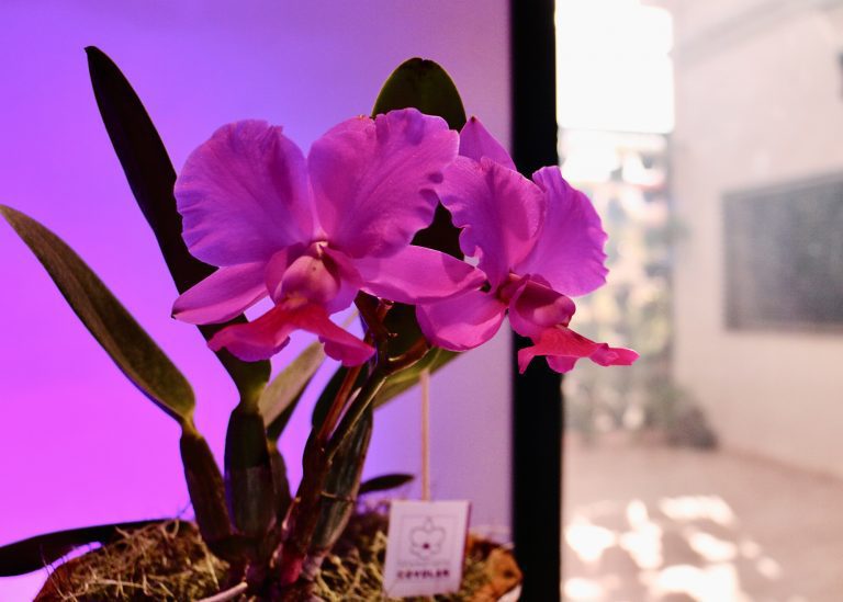 Festival das Orquídeas 2022 (4)-site