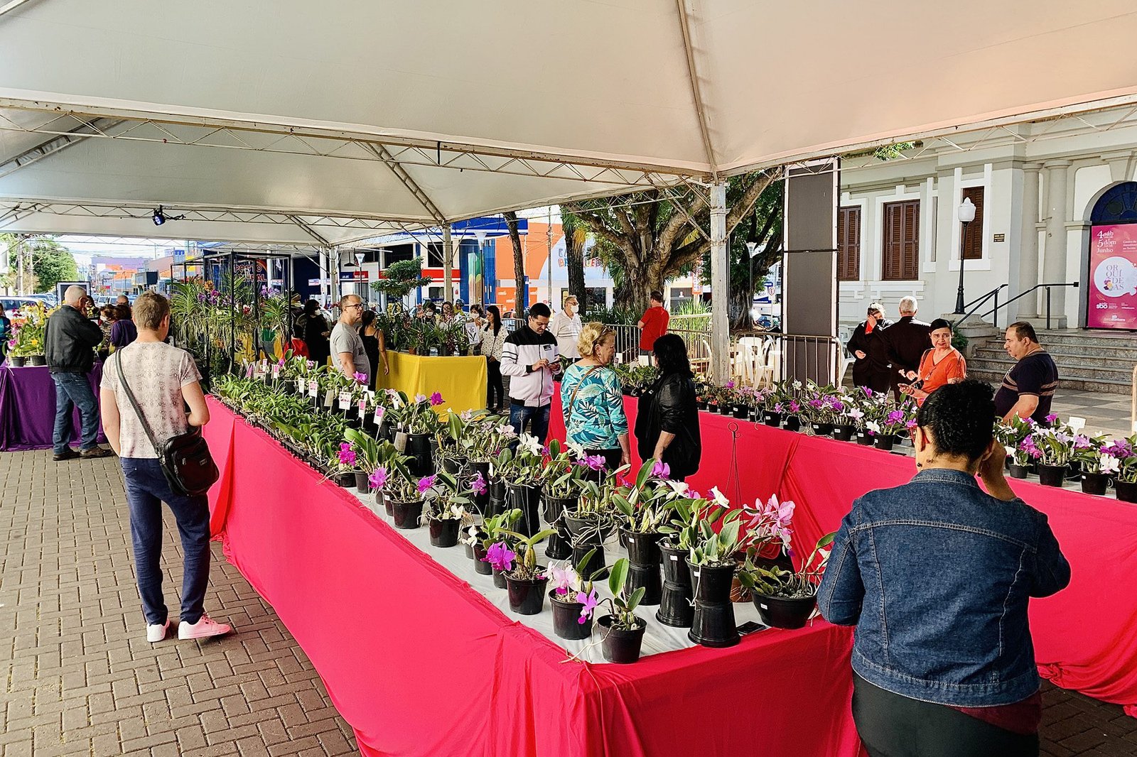 festival das orquideas 01 imprensa