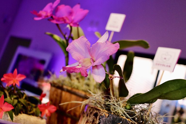 festival das orquideas 09 imprensa