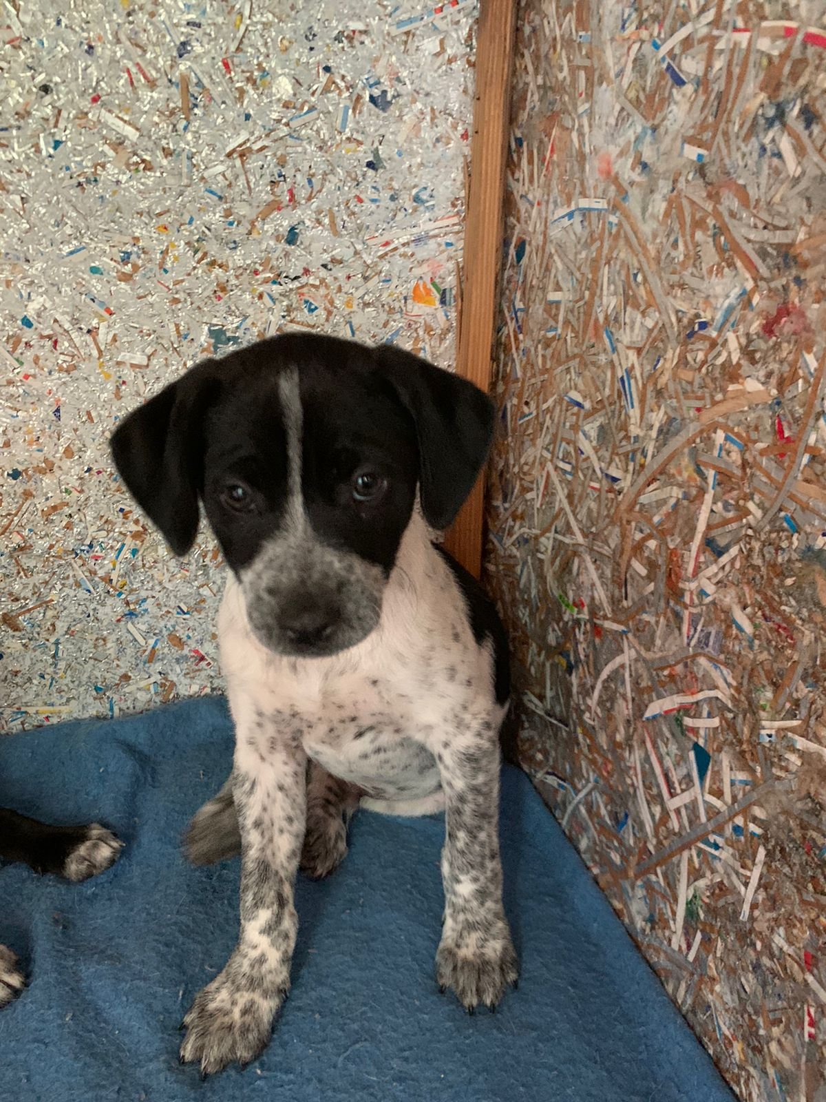 14jun23 - Feira Pet Tivoli Shopping (3)