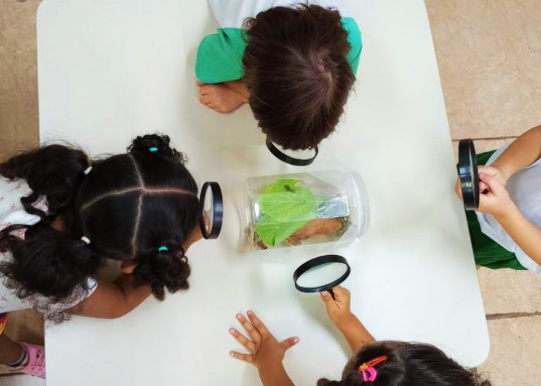 Projeto Borboletas 01 - imprensa