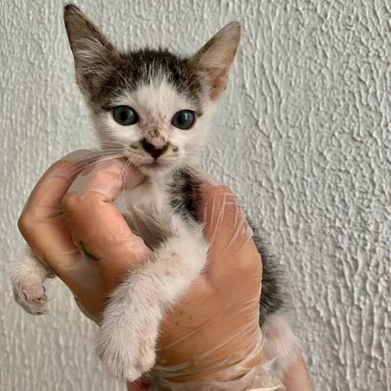 27727179bb228460b2a621781c187e35