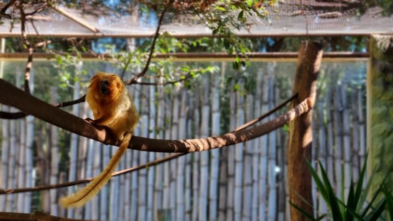 53039435988_ac7495bb68_c