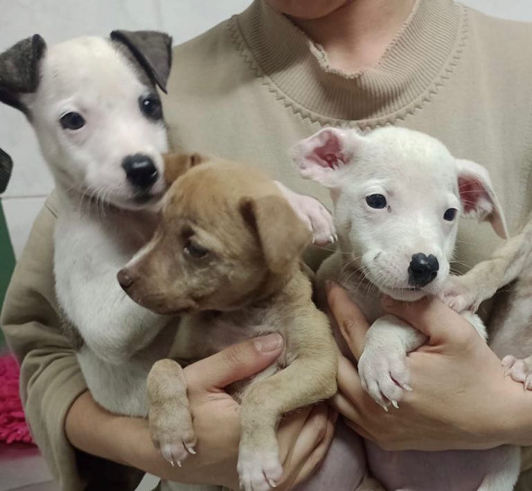 Feira Pet_260723 (1)