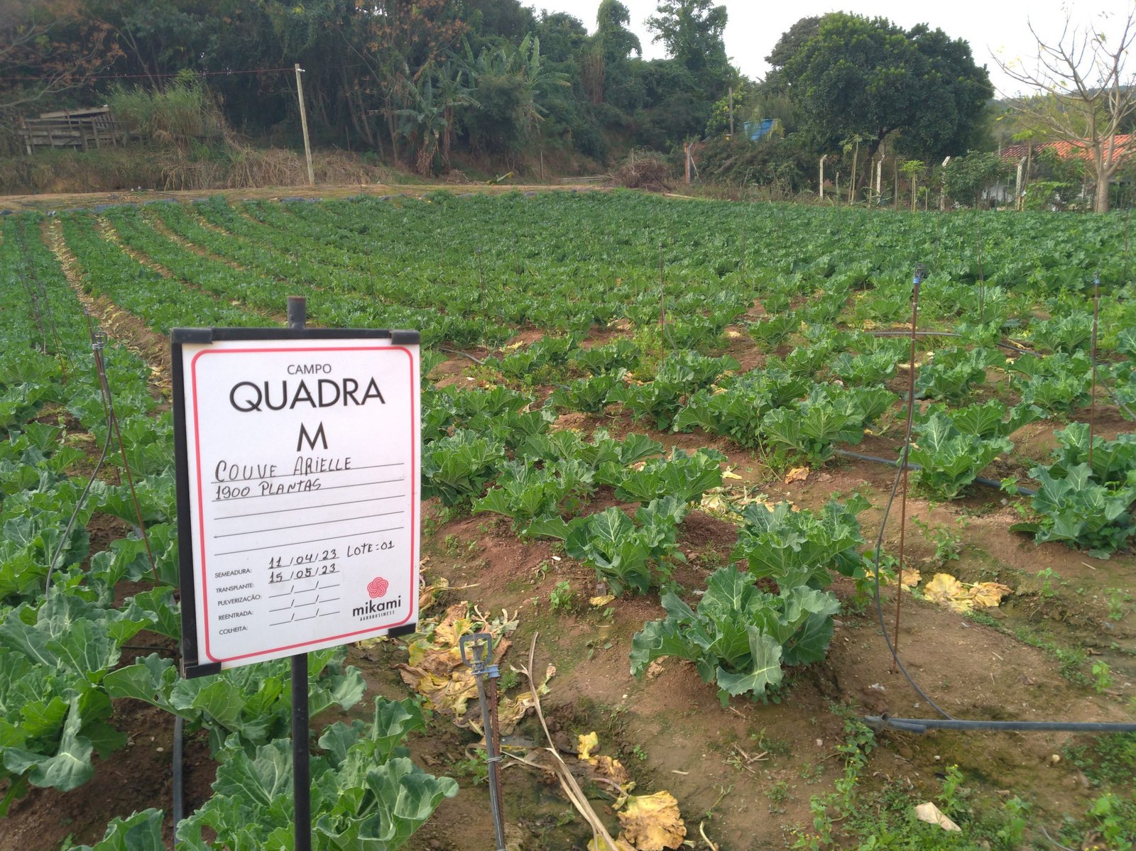 Visita técnica apresenta sistemas de cultivo