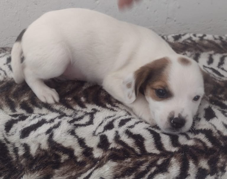 Feira Pet Tivoli (1)