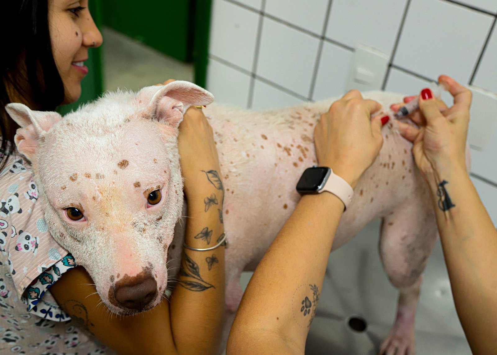Vacinação antirrábica: Santa Bárbara segue com ponto fixo de imunização para cães e gatos 1 vacinaçao anti rabica 02 imprensa