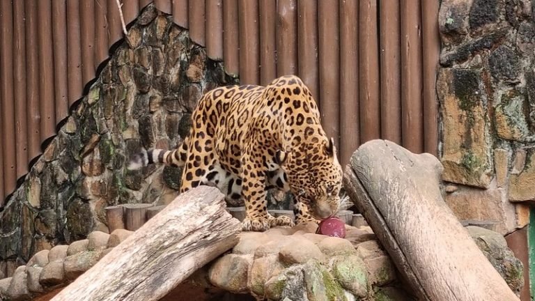 53214812342_19c25cd0ff_c