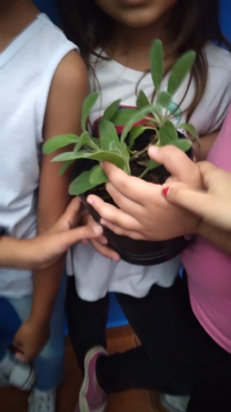 Tivoli Shopping terá distribuição de mudas de hortaliças neste final de semana 1 Divulgação