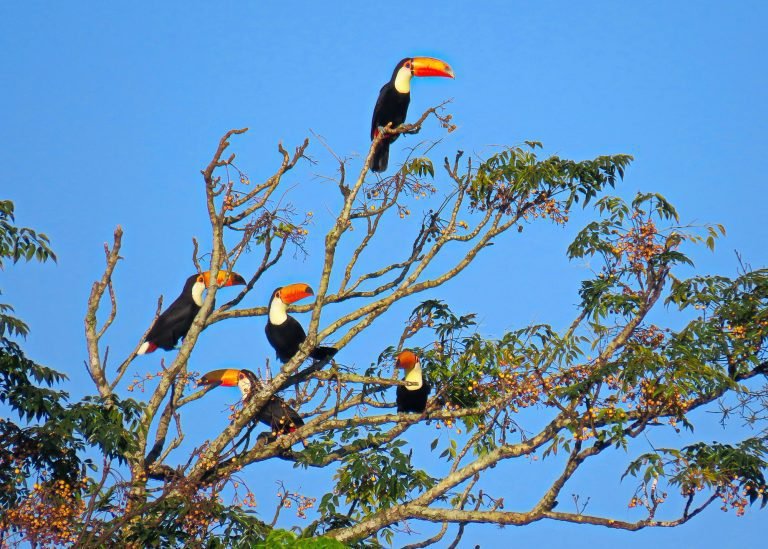9 Tucanuçu - Ramphastos toco - Sítio Tunussi - Luiz Eduardo