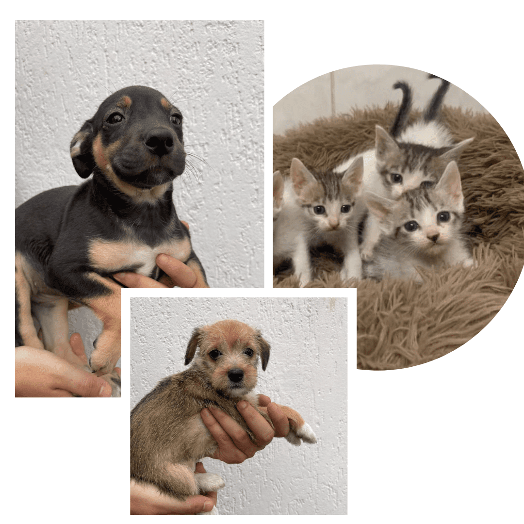 Feira Pet do Tivoli desta quarta-feira terá seis cães e oito gatos disponíveis para adoção 1 Divulgação