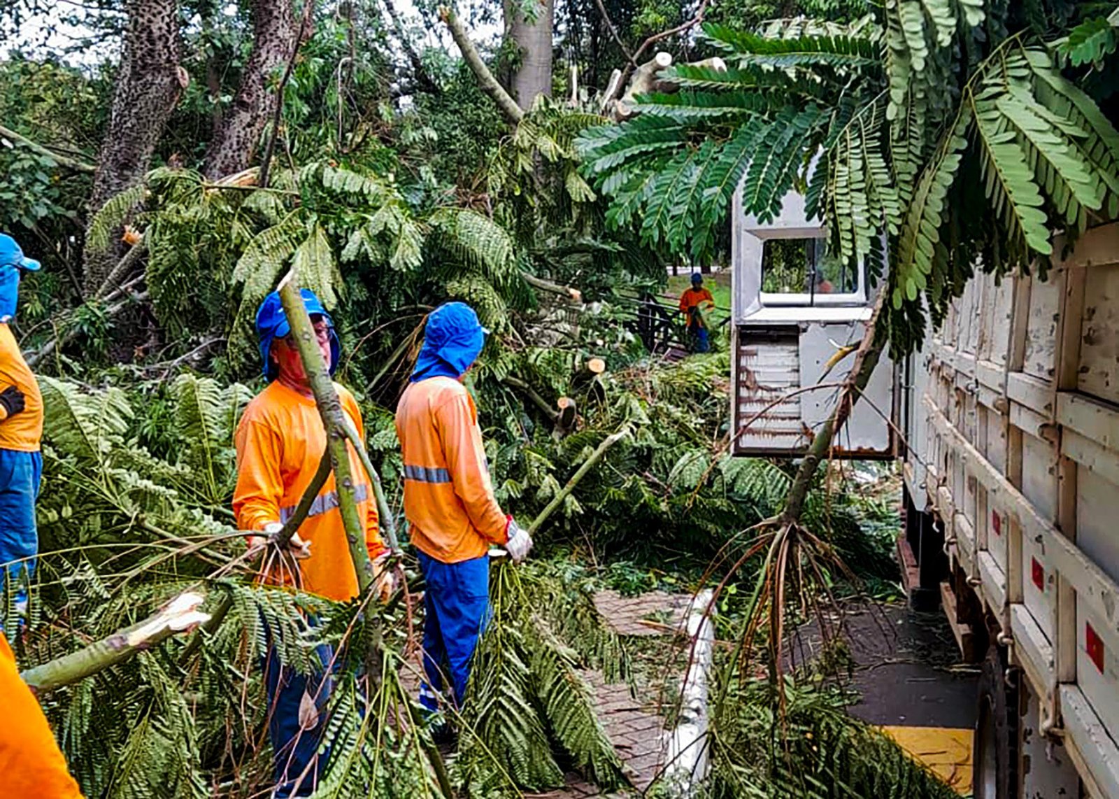 árvores corifeu 01 imprensa