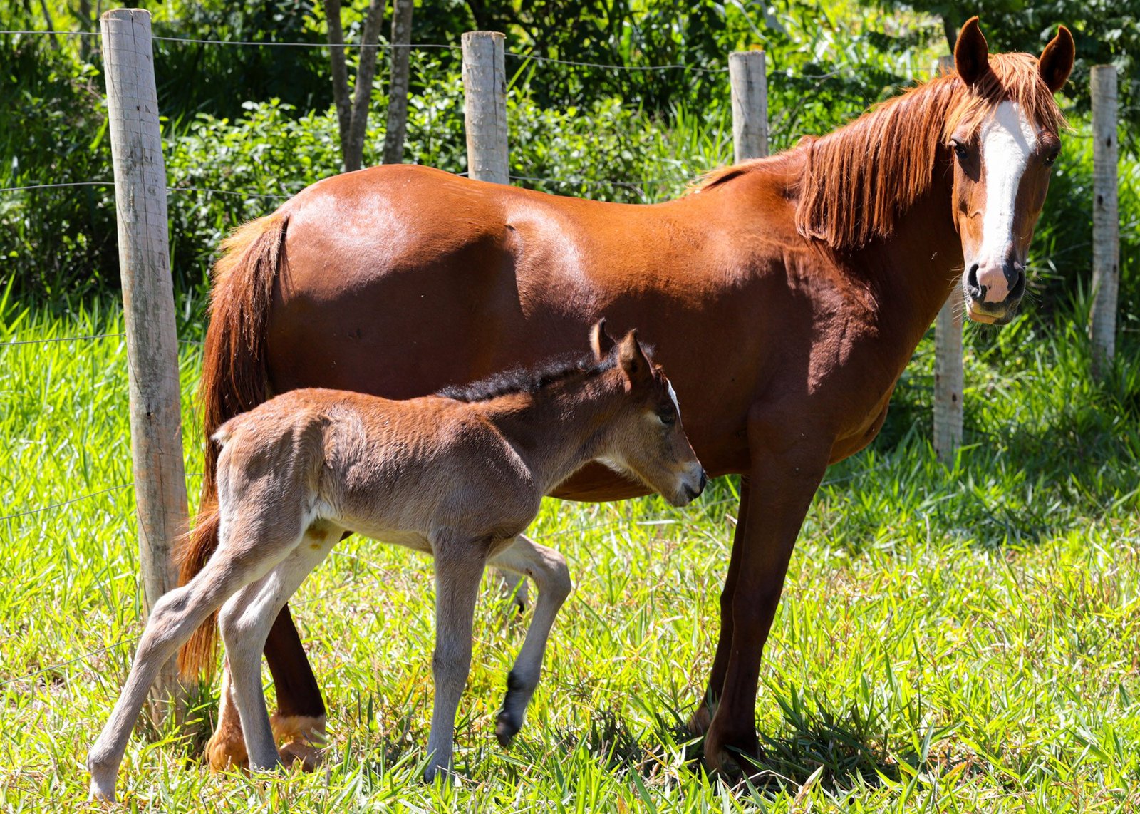 Nascimento de potra aumenta família da mini-fazenda do CESB 1 cesb potra 05 imprensa