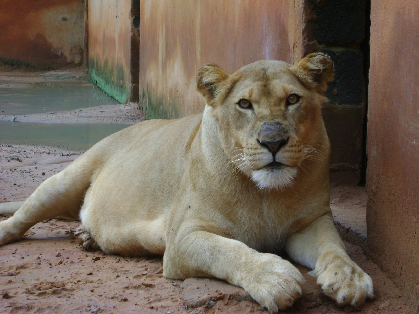 Morre a leoa “Menina”, do Parque Ecológico 1 Leoa Menina (2)