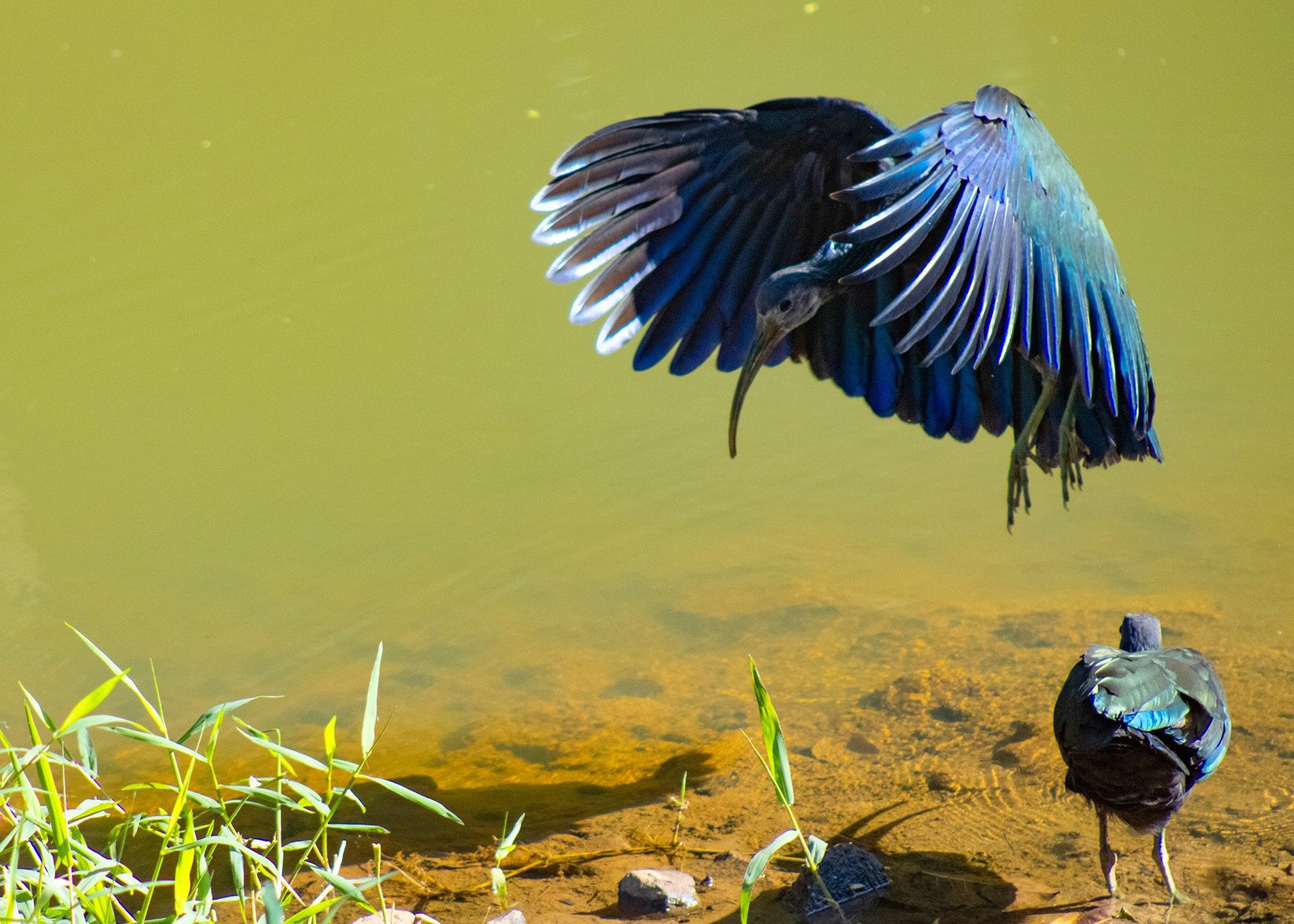 1_coro_coro_Mesembrinibis_cayennensis _ParquedosIpes _LuizEduardo