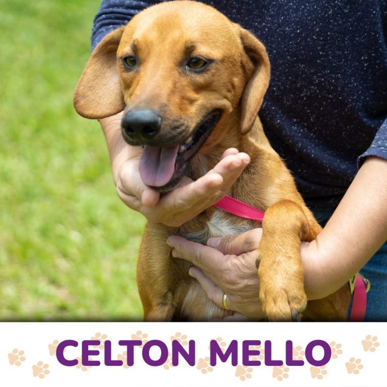 Celton Mello