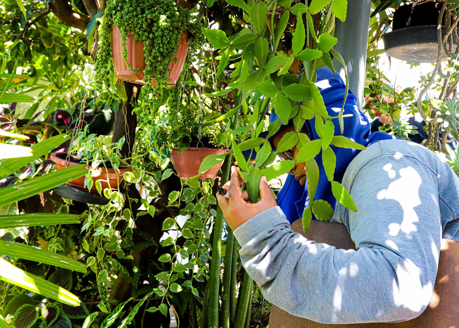 açao dengue 02 imprensa