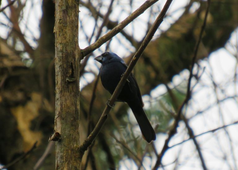 Azulão_Cyanoloxia_brissonii_LuizEduardo_insta