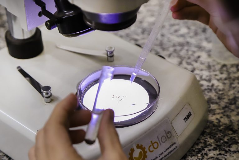 Ovitrampas Dengue 04 - imprensa