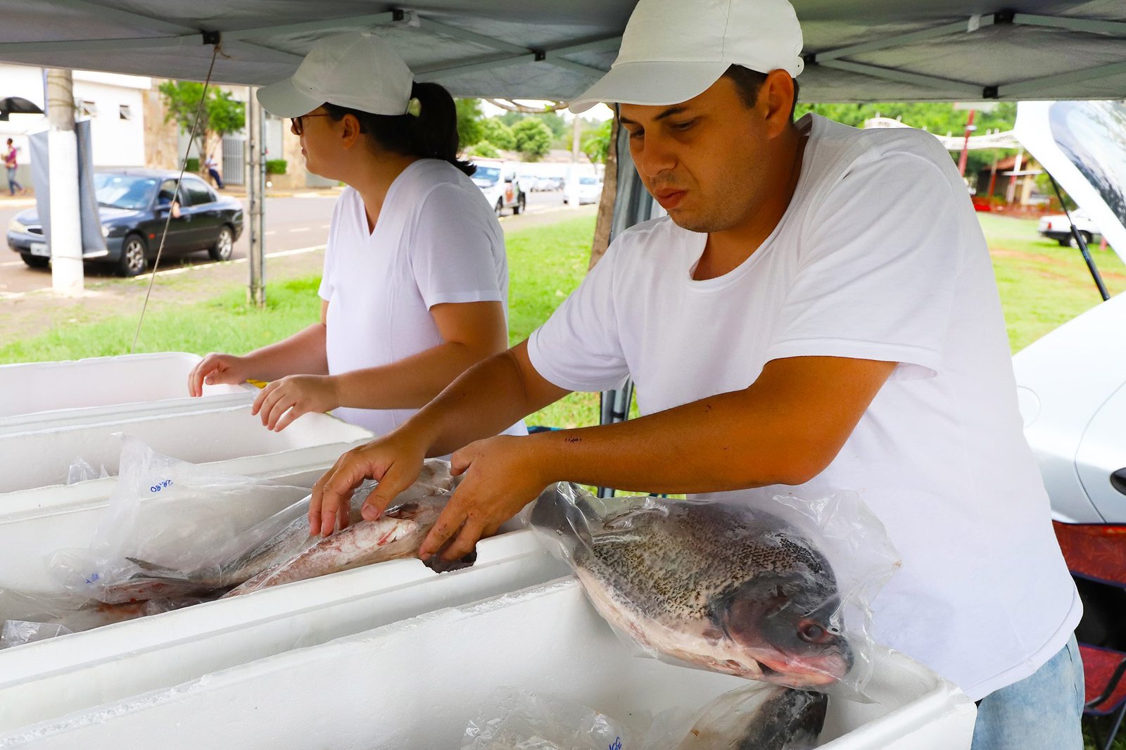 feirao de peixes 03 imprensa