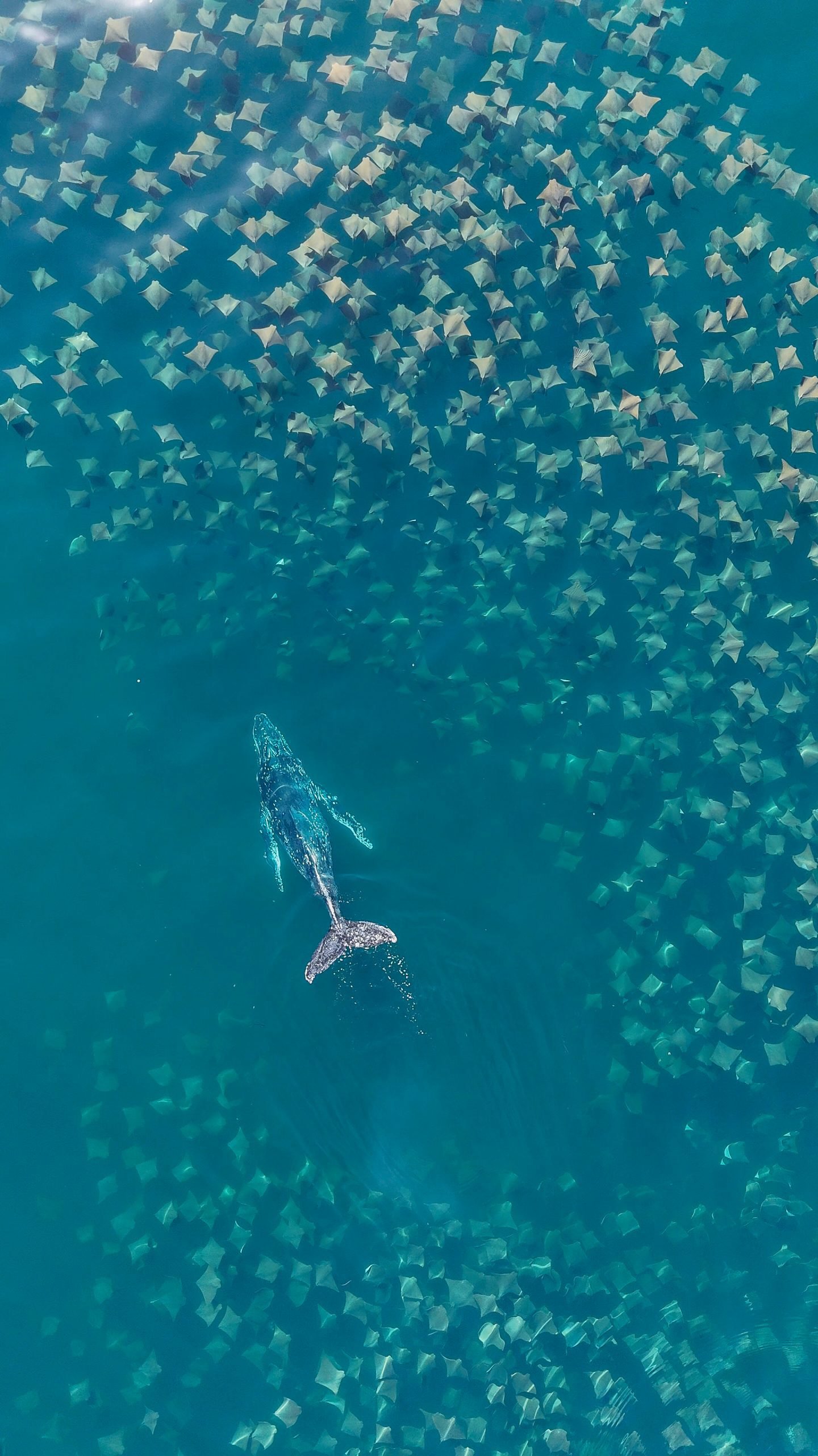 Baleia jubarte entfre cardume de raias- Foto de Rafael Mesquita Ferreira