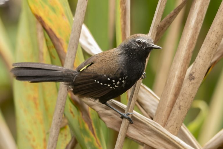 bicudinho_do_brejo_paulista_Formicivora_paludicola_SZ_SP