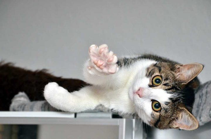 Como fidelizar clientes de pet shop