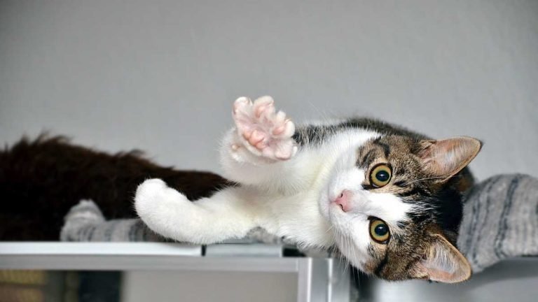 Como fidelizar clientes de pet shop