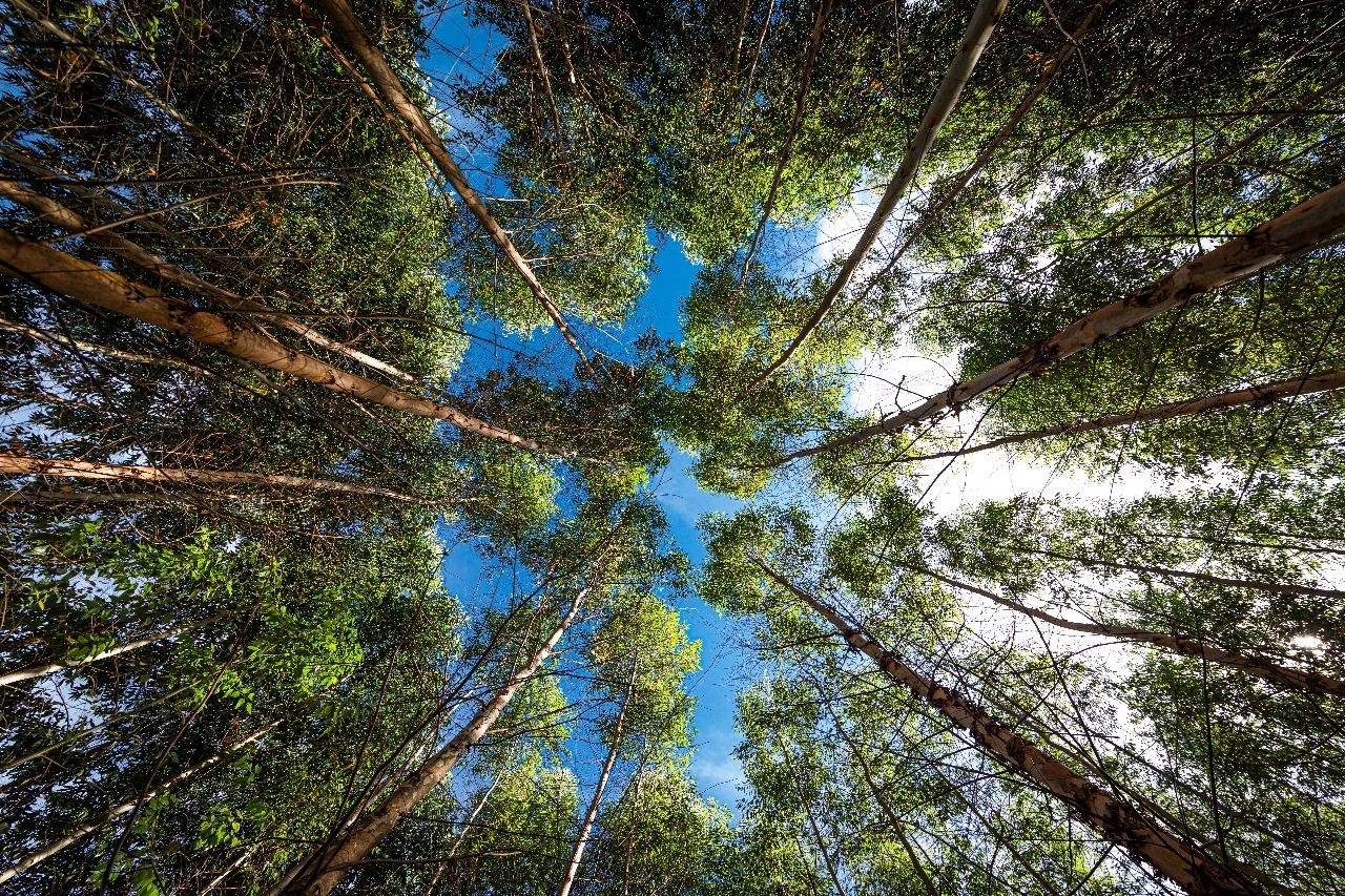 Suzano celebra o Dia da Árvore reforçando suas iniciativas sustentáveis 1 Dia da Árvore (1)