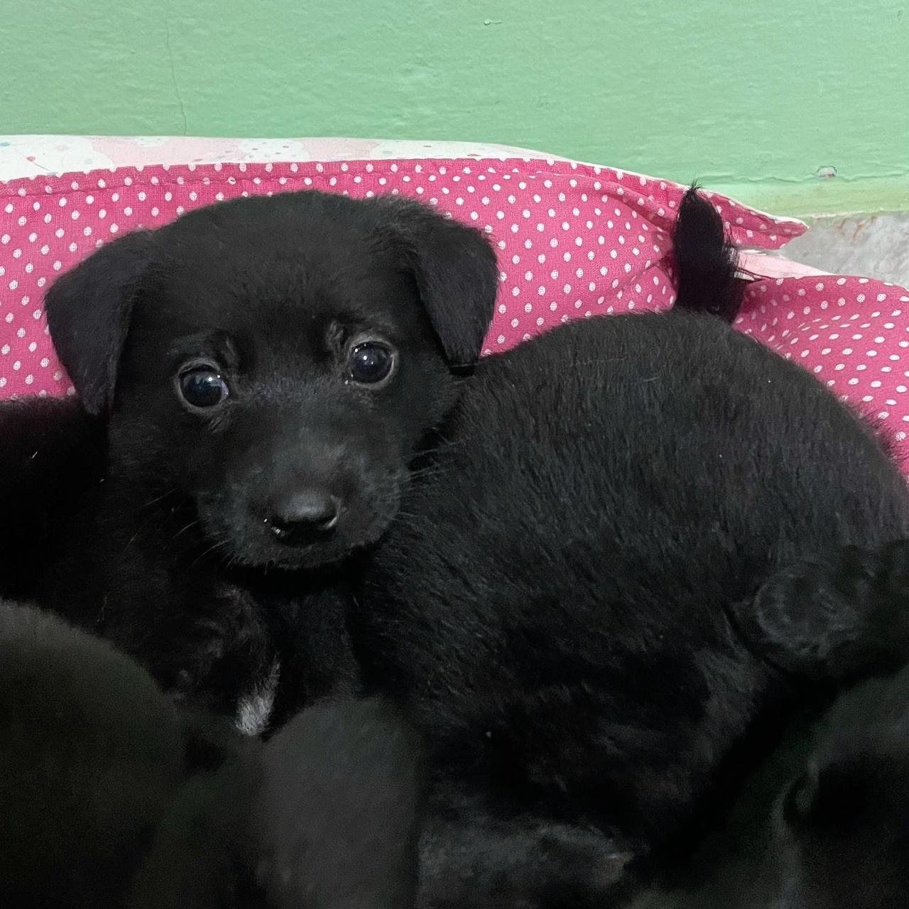 Feira Pet Tivoli - Edição 040924 (1)