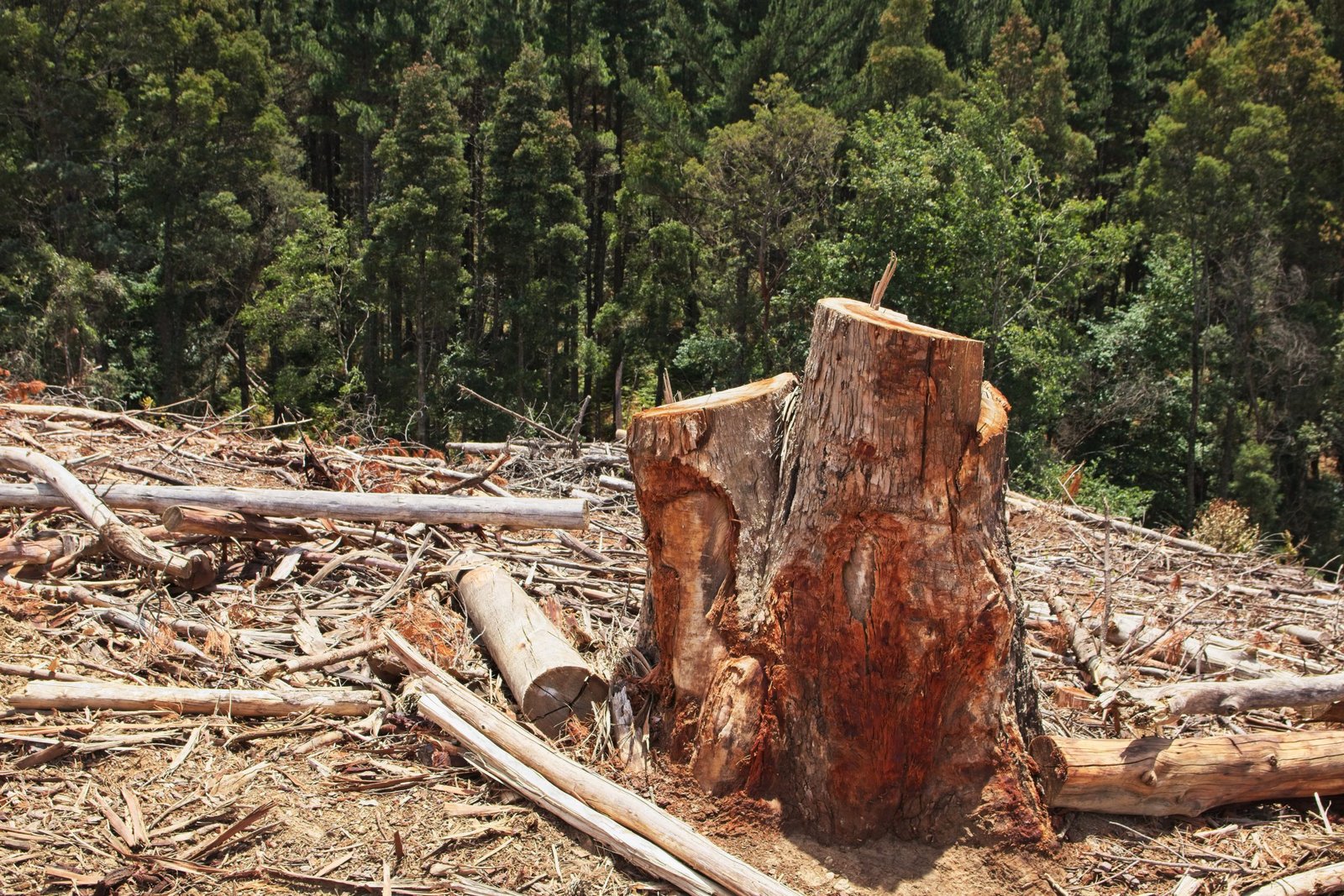 Scenery of stumps in the middle of a beautiful green forest