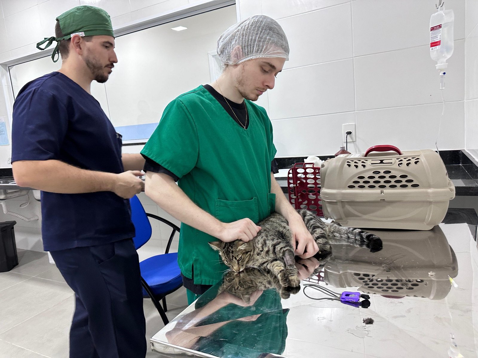 Início Castrações Bem-Estar Animal (9)