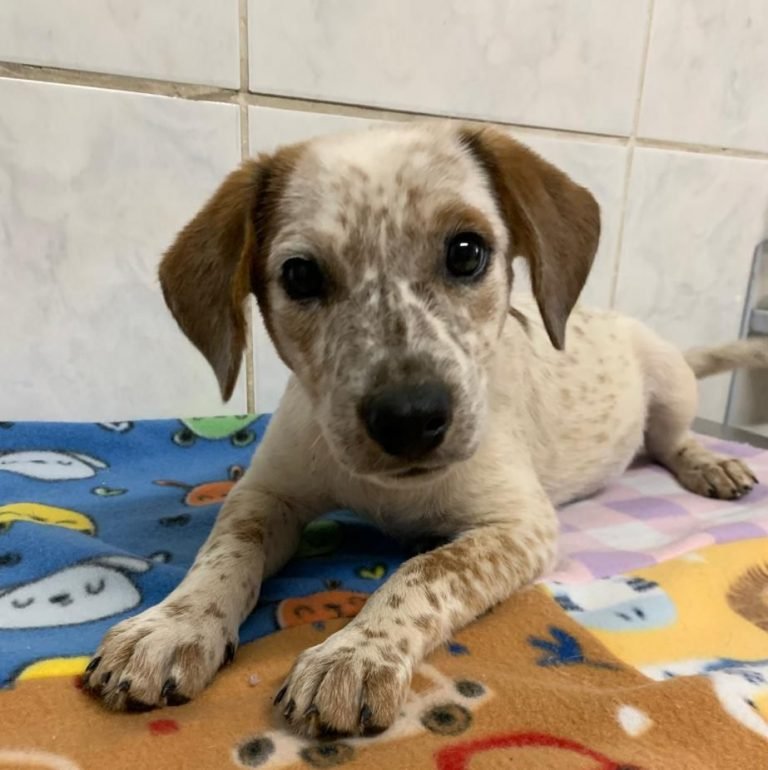 Adote um Pet_131124 (2)