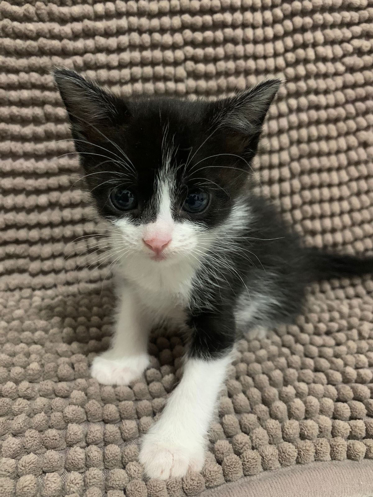 Adote um Pet_271124 (3)