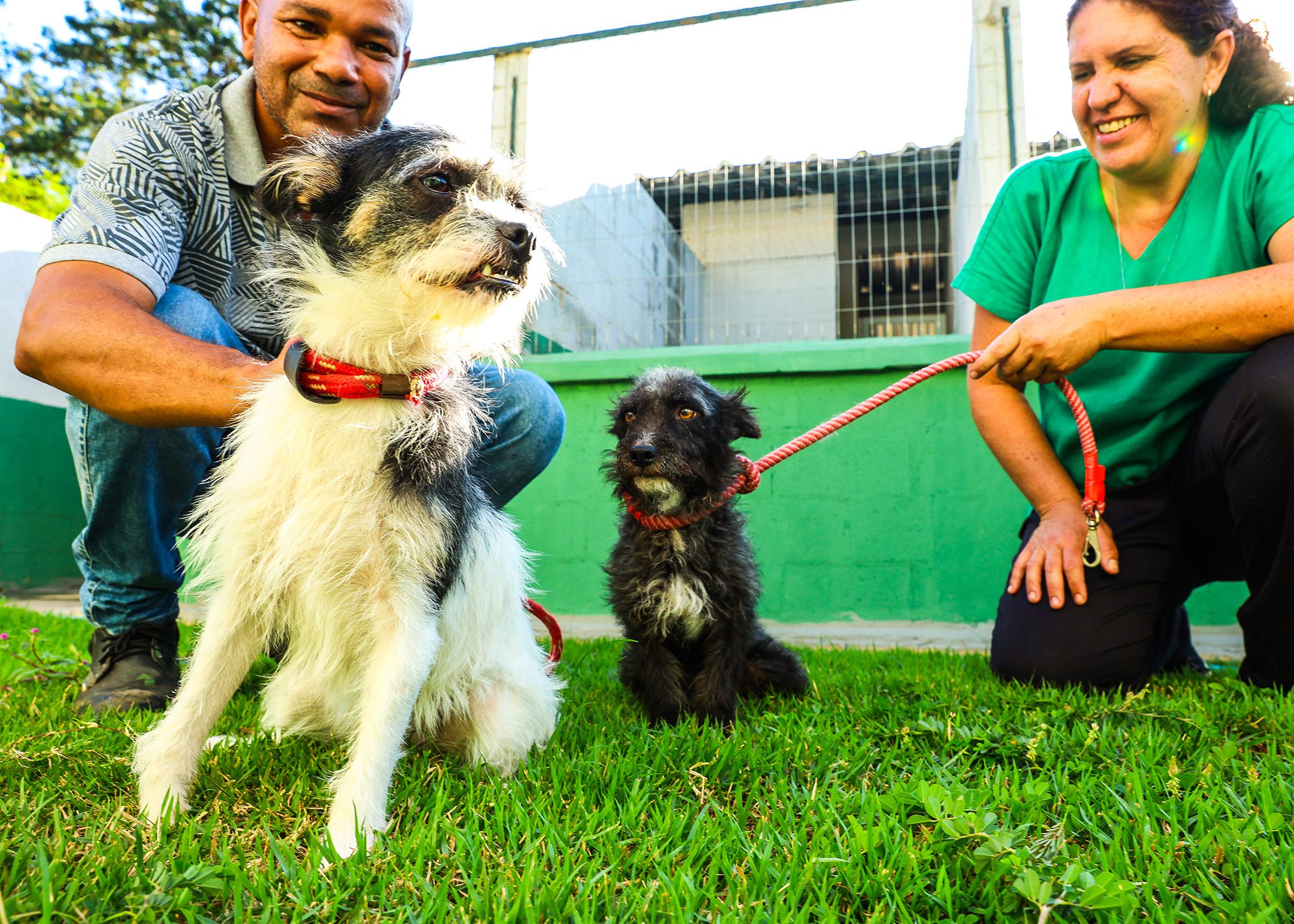 Doação Cães e Gatos 02 - imprensa