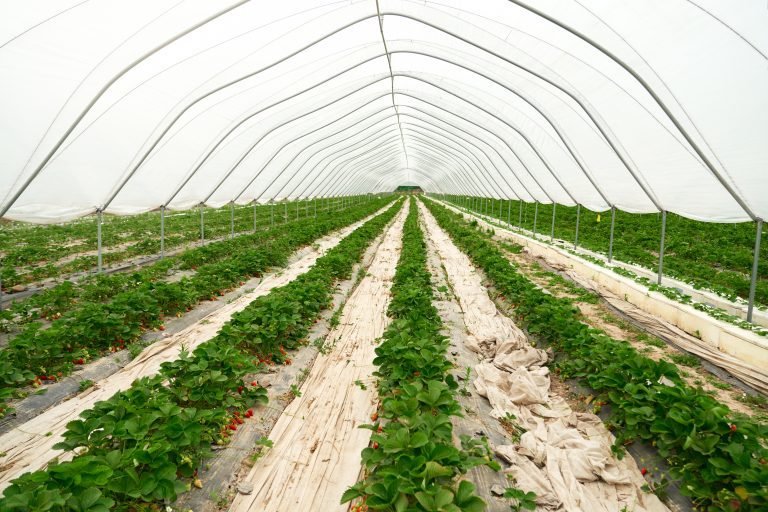 Large and spacious modern hothouse containing strawberries.