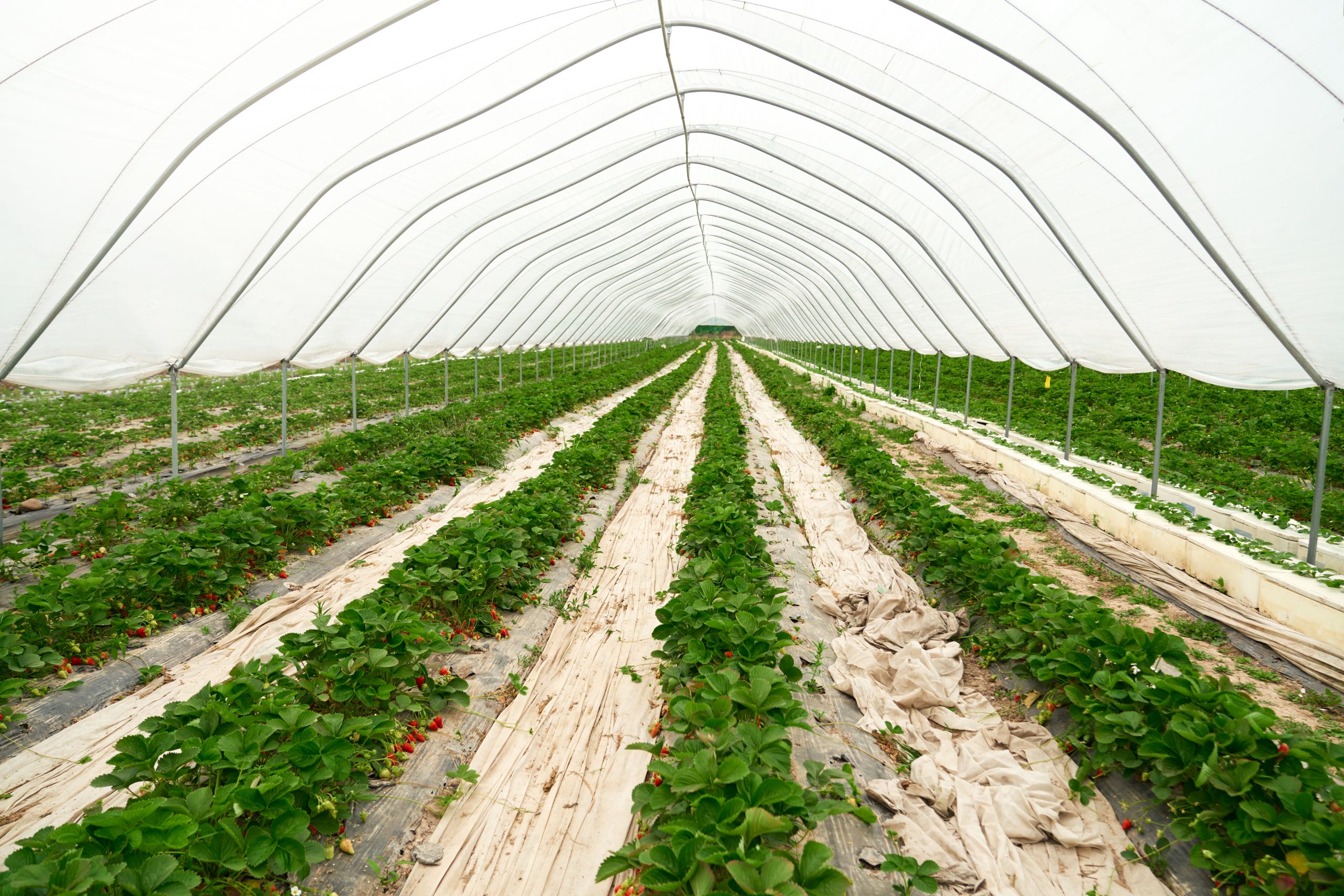 Large and spacious modern hothouse containing strawberries.