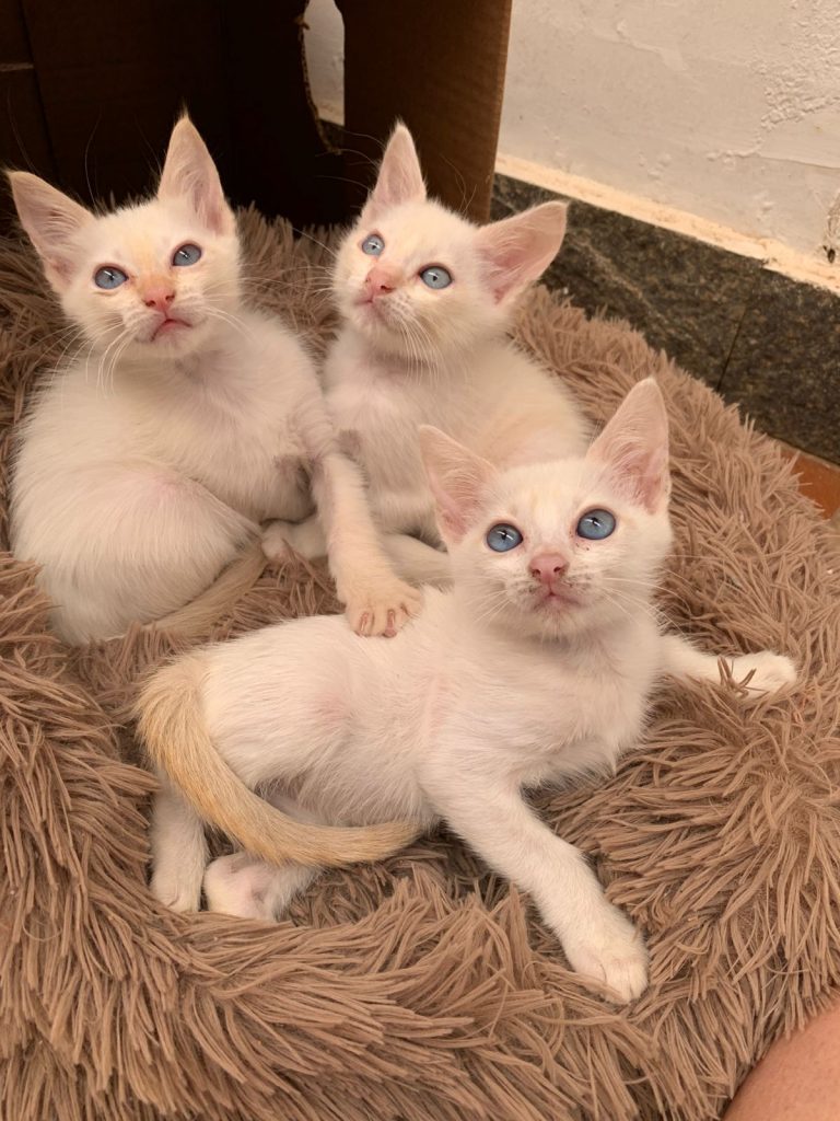 Adote um Pet_181224_Divulgação