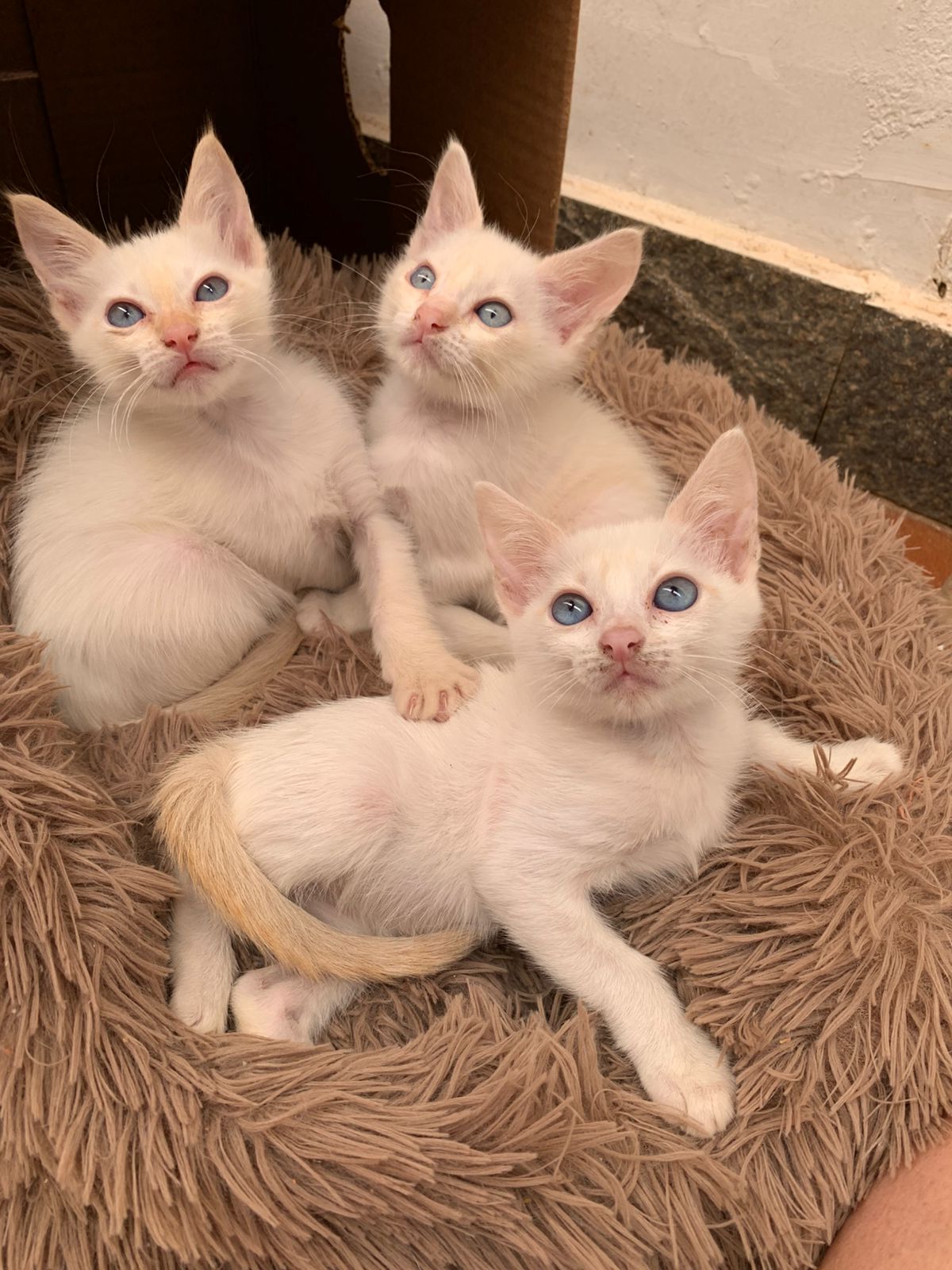 Adote um Pet_181224_Divulgação