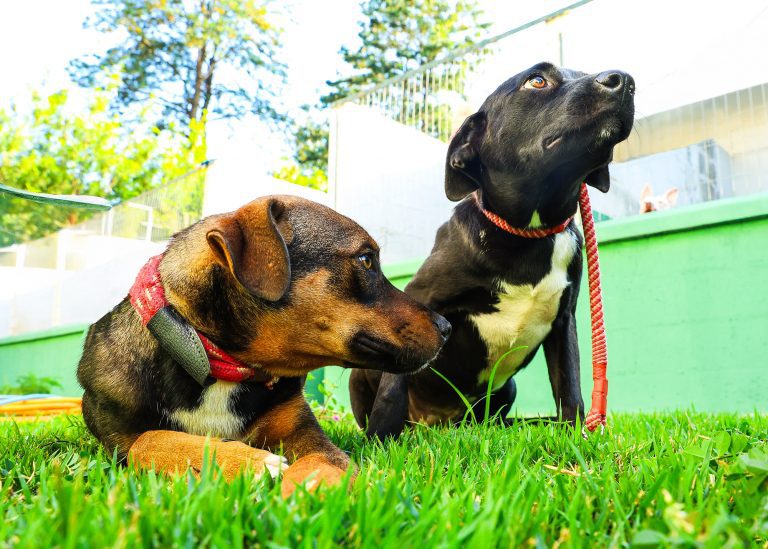 Doação Cães e Gatos 01 - imprensa