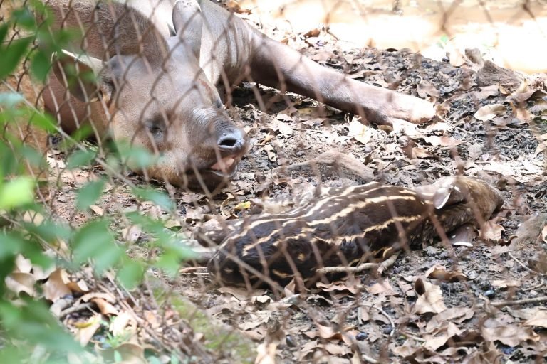 Filhote de anta nasce no Parque Ecológico de Americana 1 anta (3)