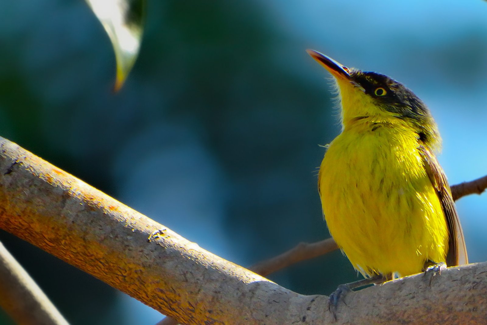 aves de sta barbara 03 imprensa (002)