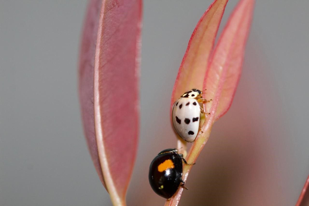 Suzano utiliza exército de joaninhas no combate a pragas 1 joaninha