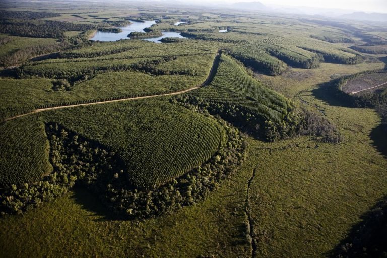 Florestal Suzano corporativo