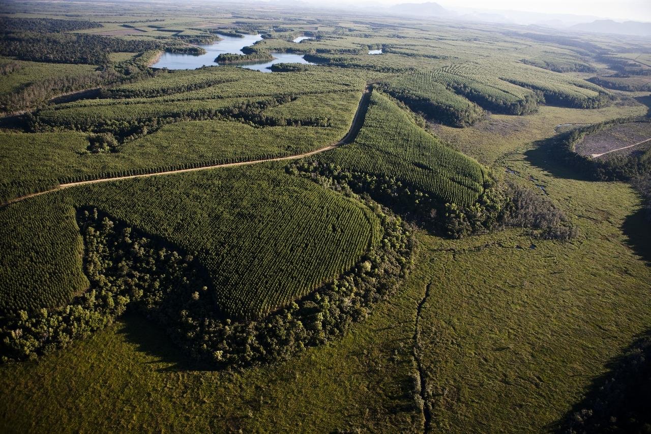 Florestal Suzano corporativo