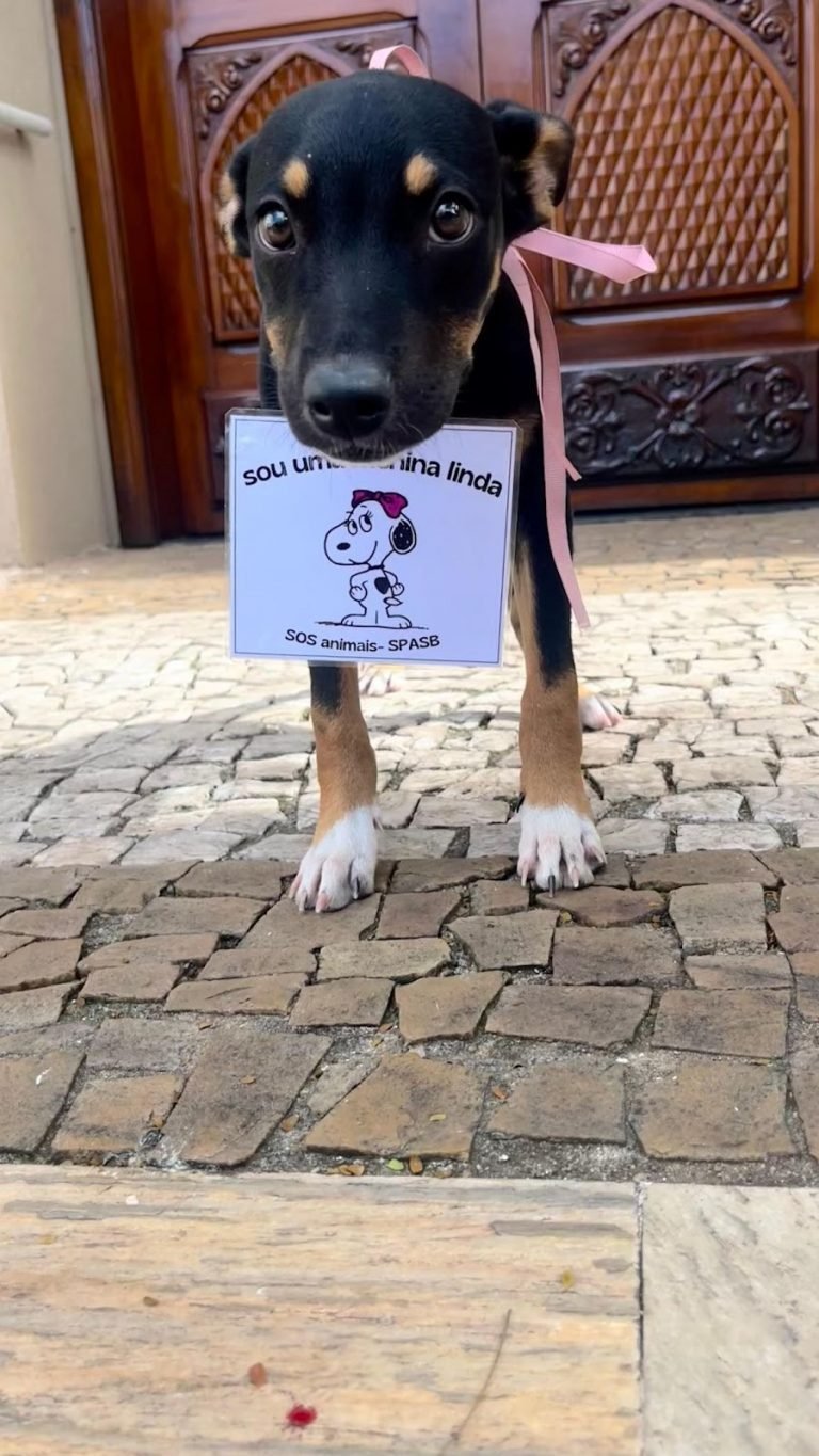 adoção canina