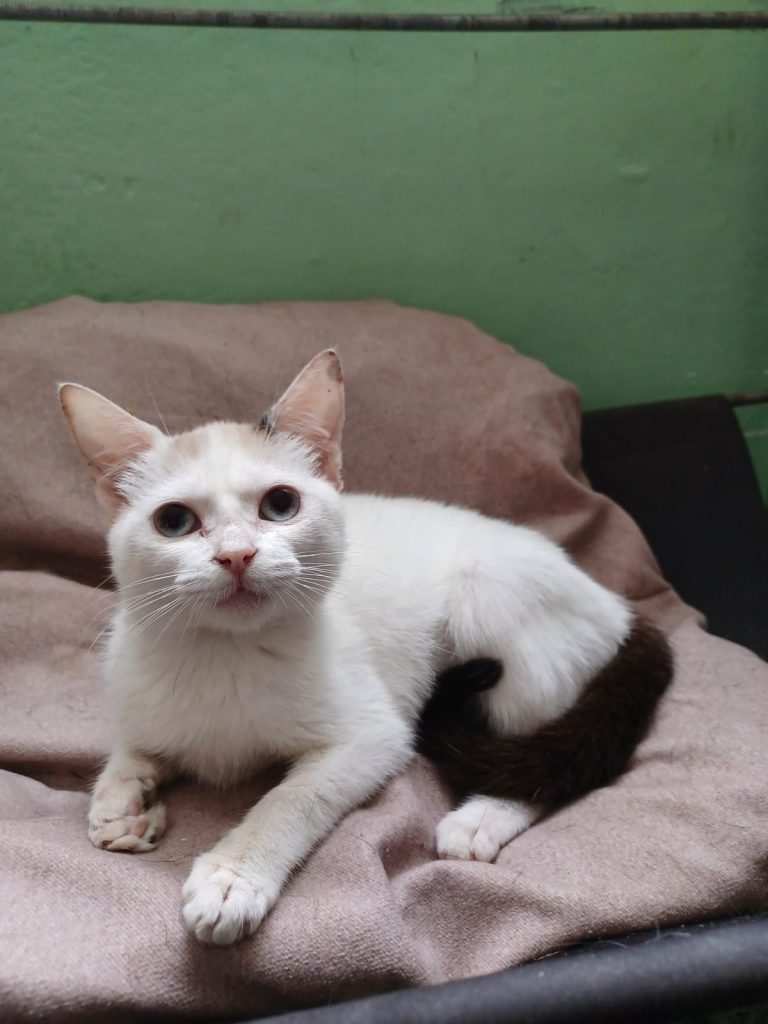 Adote um Pet_~200825 (4)