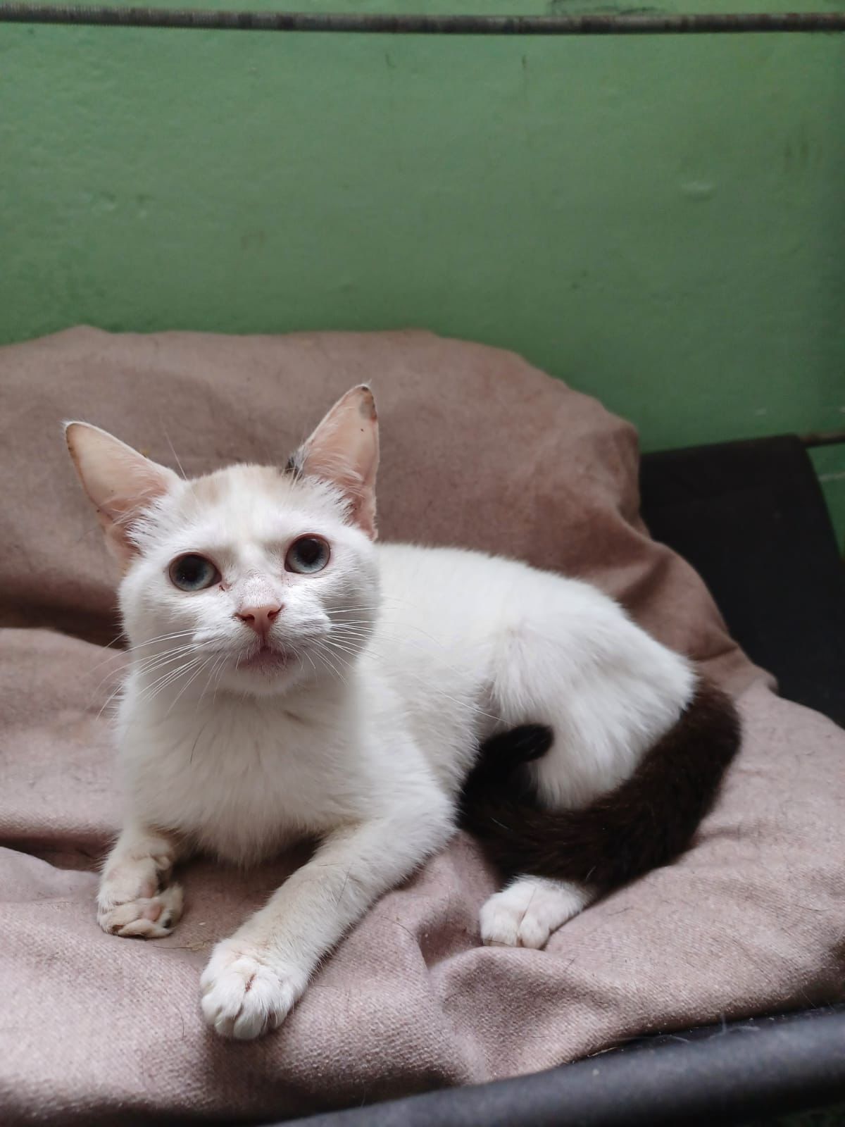 Adote um Pet_~200825 (4)